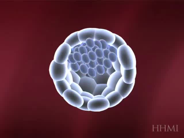 stem cells